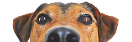 Tierärztliche Praxis Dr. Rust - Footer