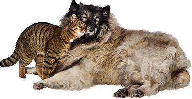 Tierärztliche Praxis Dr. Rust